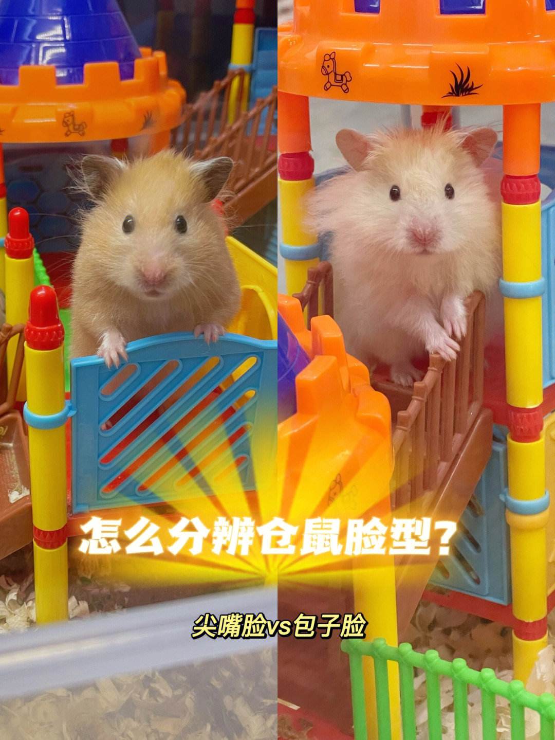 地鼠与仓鼠的区别 我想看地鼠和小仓鼠长什么样 