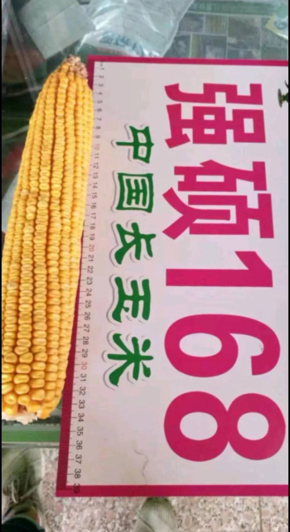 玉米代码区别 玉米标准名称编号 